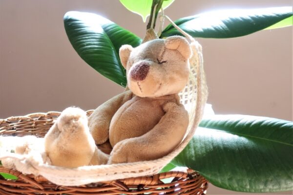 平屋をお考えの方必見！日当たりを良くするポイントについてご紹介！